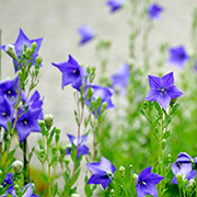 花澄(かすみ)霊能者